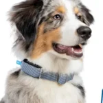 CES 2024: ce collier peut évaluer la santé cardiaque de votre chien ou votre chat