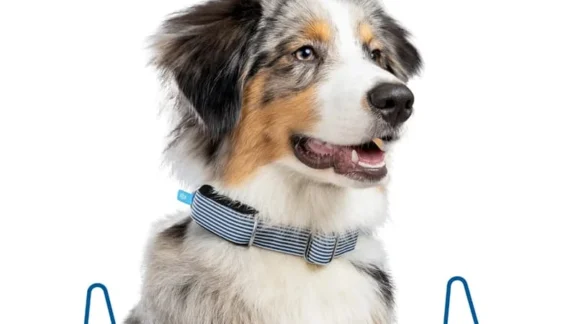 CES 2024: ce collier peut évaluer la santé cardiaque de votre chien ou votre chat